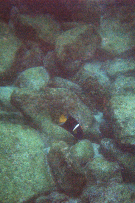 20070802m_U116A_Gardner_KingAngelfish