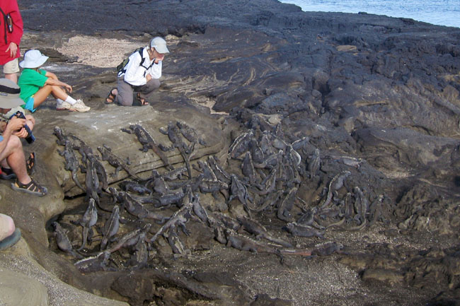 20070806e_JamesPuertoEgas_MarineIguanaPit