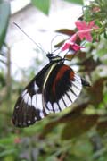 20070724h_MindoButterfly