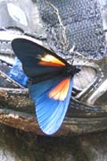 20070725j_ButterflyWild