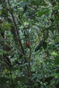 20070726a_CockOfTheRock_Lek