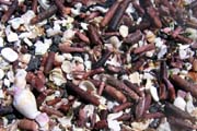 20070805w_FernandinaPuntaEspinosa_ShellGravel