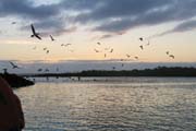 20070807a_CaletaTortugaNegra_BoobiesAtDawn