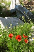 20120603z_RomanForumWildflowers